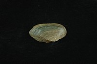 藏品(石蚌)的圖片